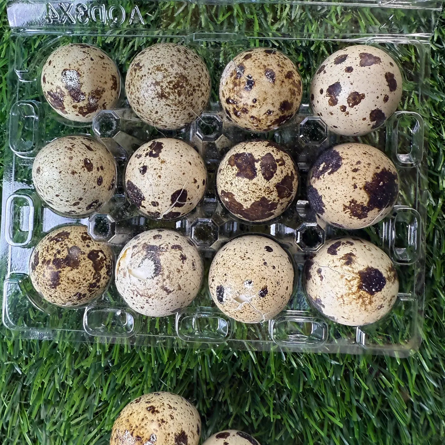 Golden Nibbles Freeze Dried Quail Egg 12ct Case