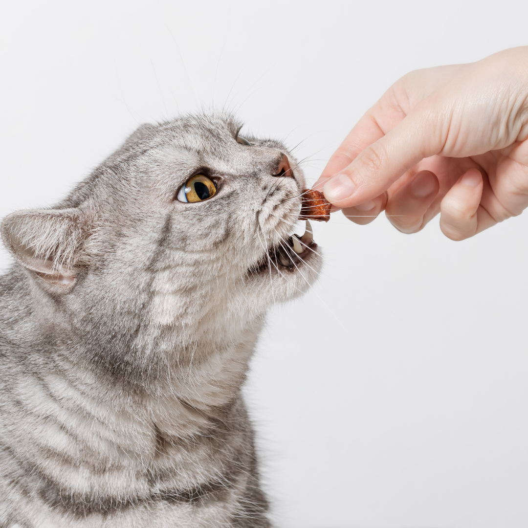 Cat Treats