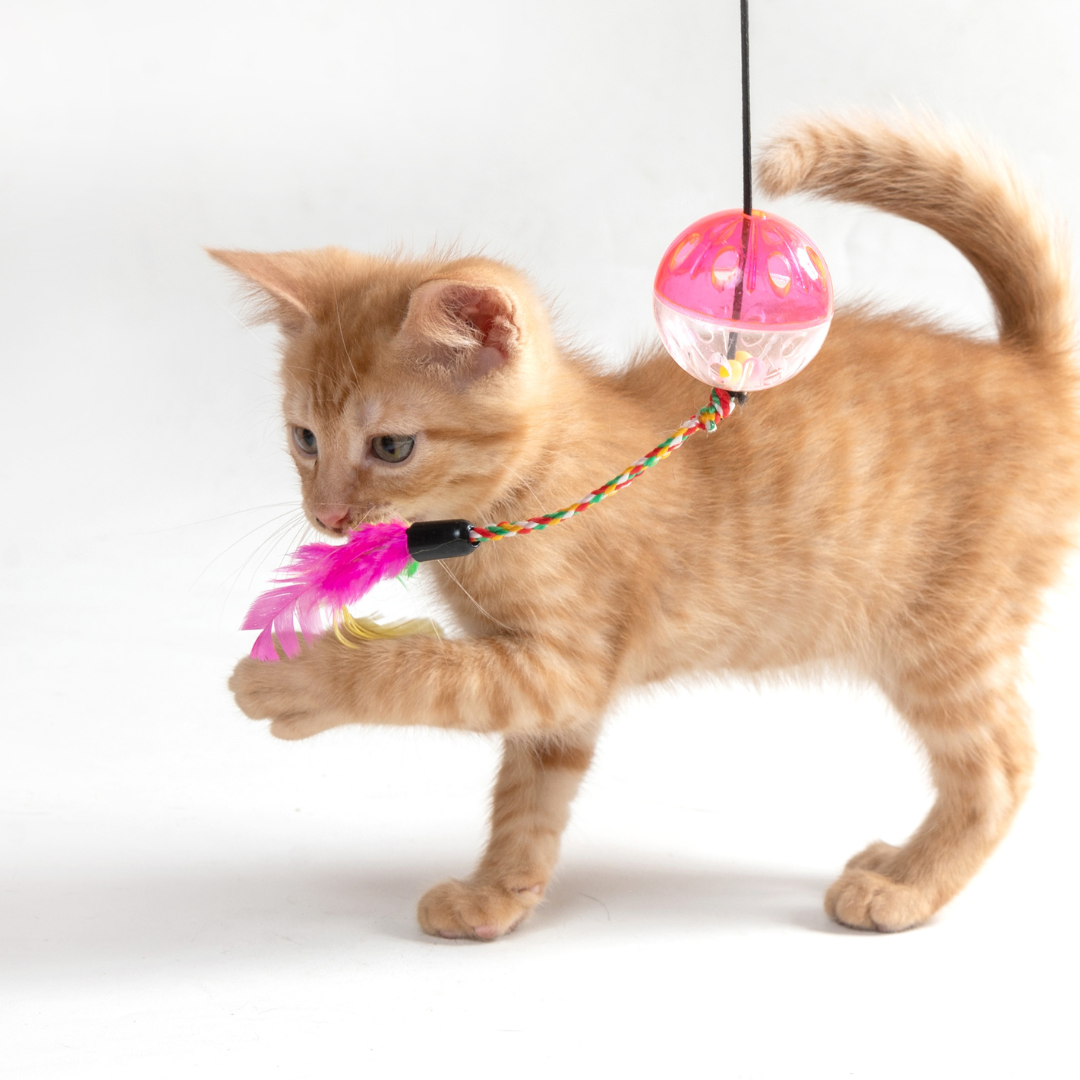 Cat Toys