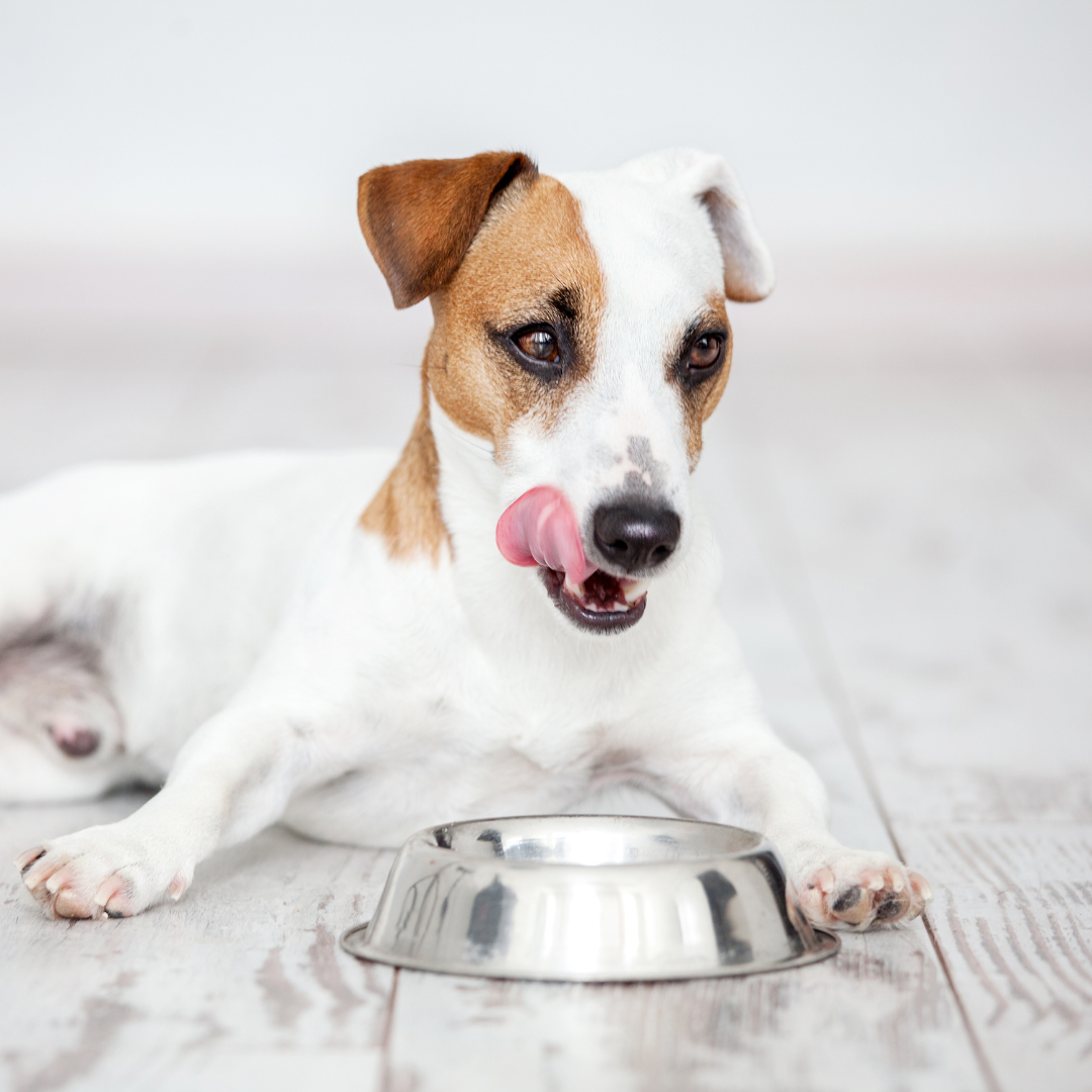 Bowls & Feeders