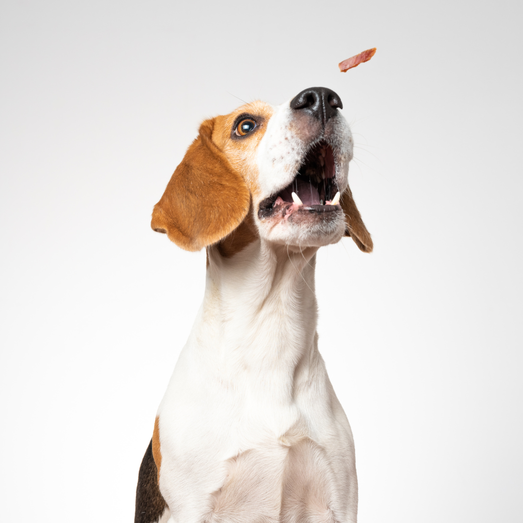 Dog Treats