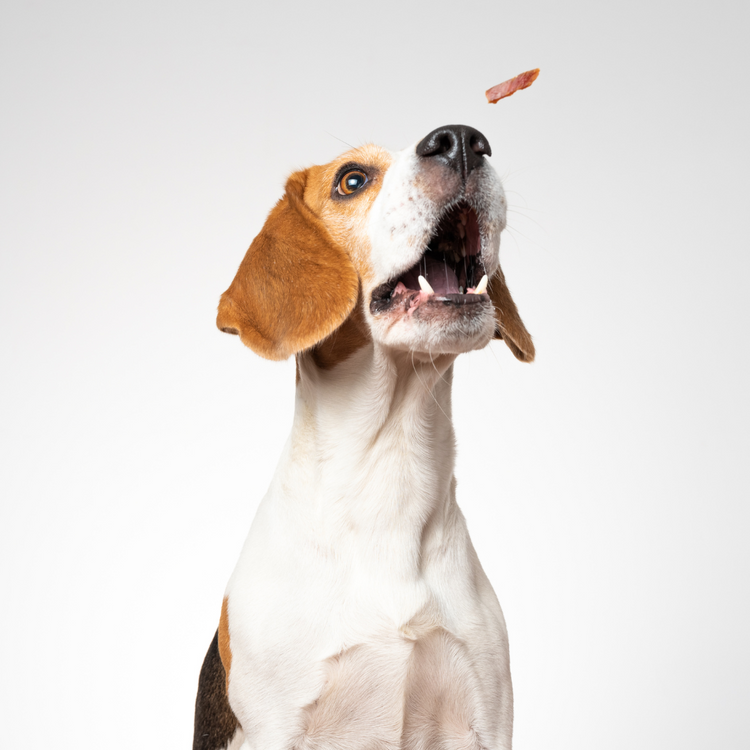 Dog Treats