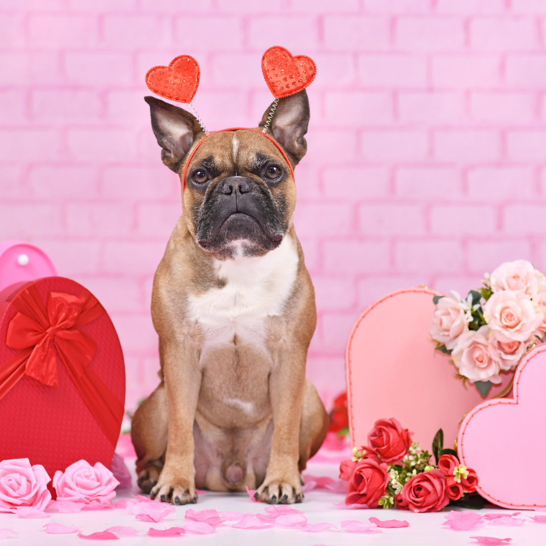 Pawlentines Day