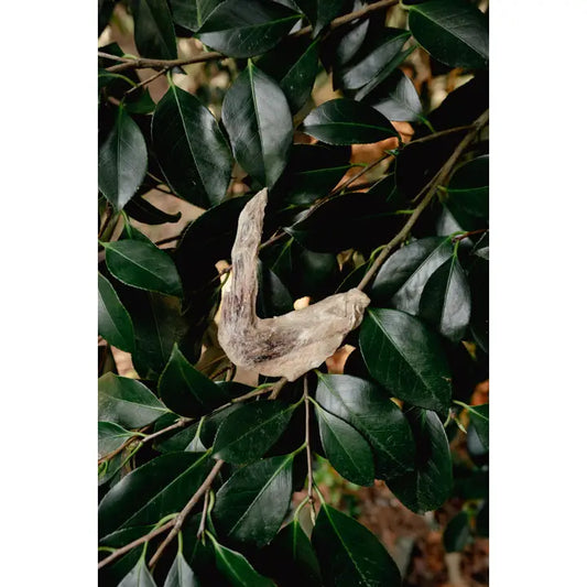 Build-A-Board Freeze Dried Dog & Cat Treats | Love Liparu