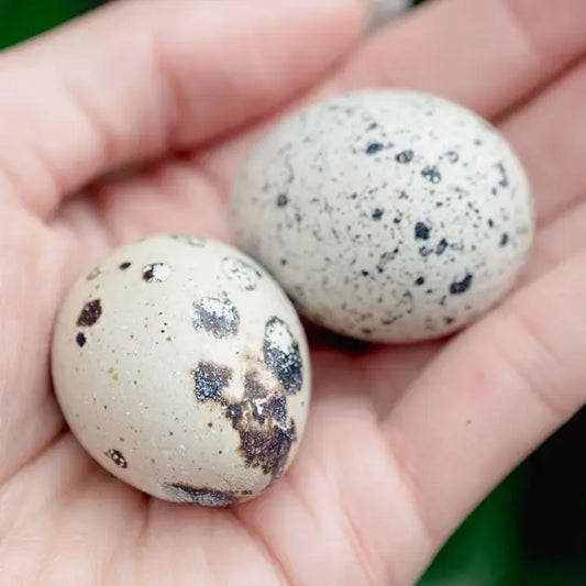 Build-A-Board | Freeze Dried Quail Egg Chew