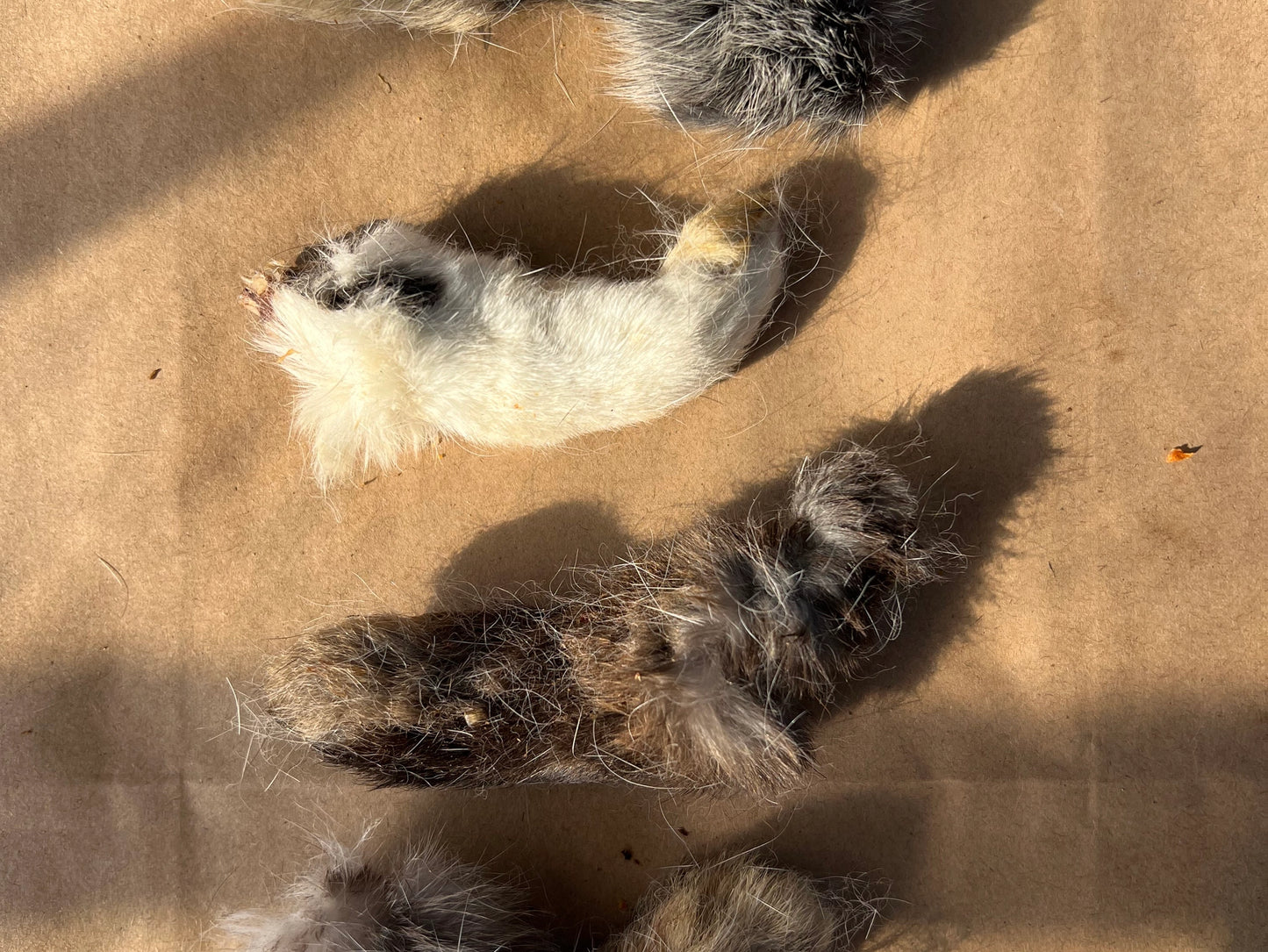 Build-A-Board | Dehydrated Rabbit Front Paw Chew