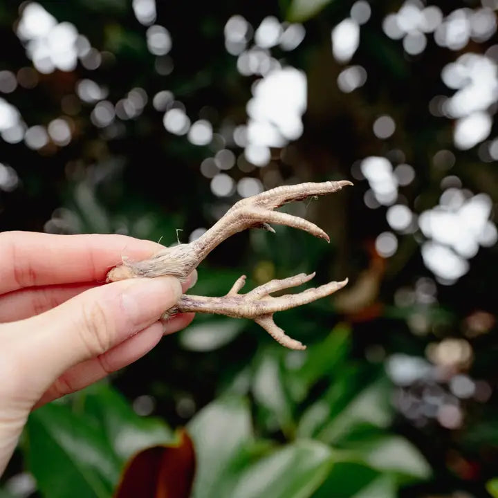 Build-A-Board Freeze Dried Dog & Cat Treats | Love Liparu