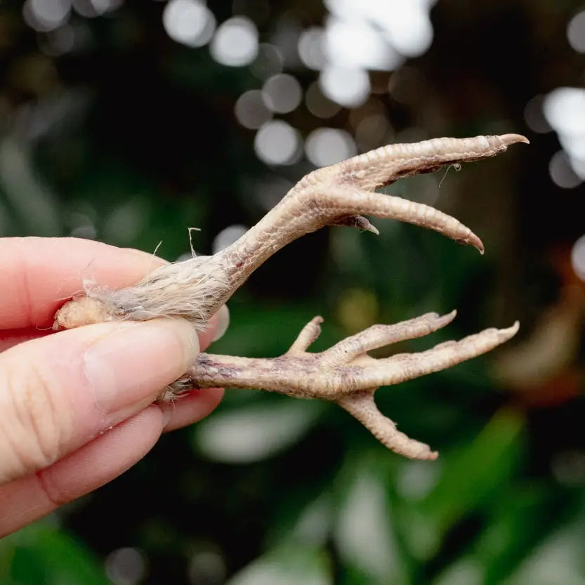 Build-A-Board | Freeze Dried Quail Foot Chew