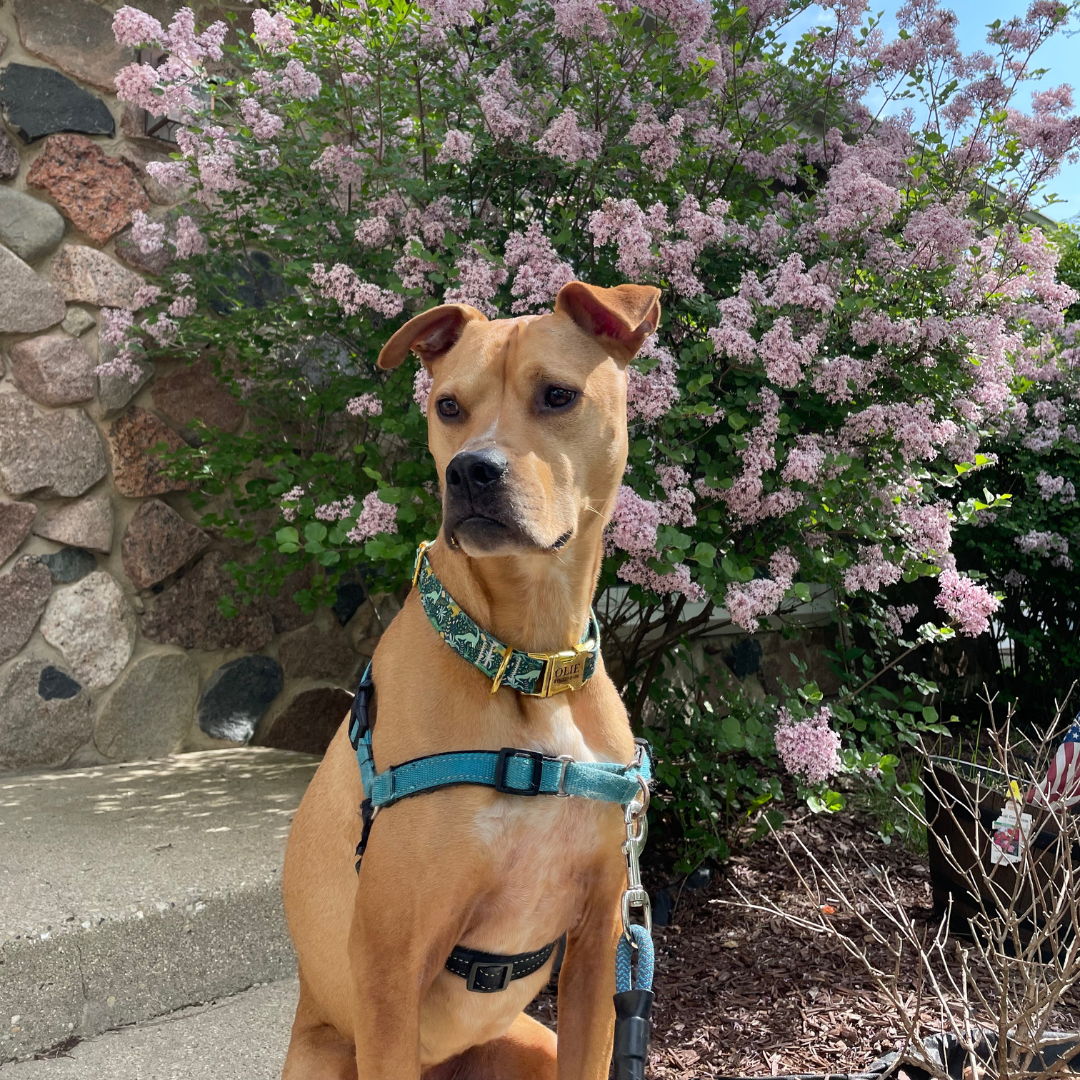 Dog wearing a blue harness in front of a stone wall and flowering bush